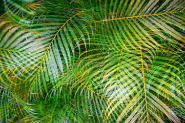 Tropical jungle multiple exposure background of overlapping fronds of green palm plants