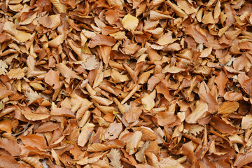 Golden leaves on the ground, beautiful colors of autumn 
