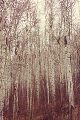 Obraz premium Autumn forest