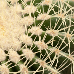 big funny needles thickly growing on a cactus