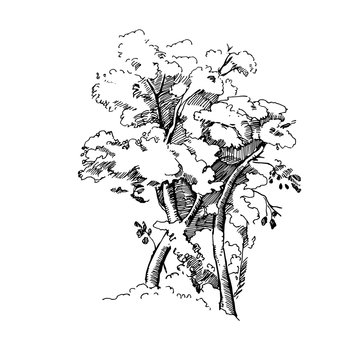 Vector hand drawn illustration of big tree isolated on white background.Detailed ink illustration.Oak tree sketch.