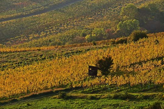 Grinzing Weingüter im Herbst