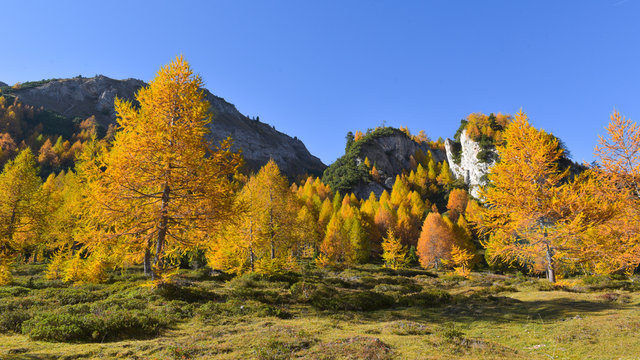 Fototapeta Panoramica autunnale dorata di larici in montagna