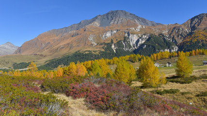 Panoramica autunnale con abeti, larici e cespugli di mirtilli in montagna