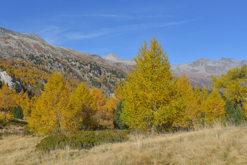 Fototapeta premium Gruppo di larici gialli autunnali in montagna in autunno con cielo azzurro in sottofondo