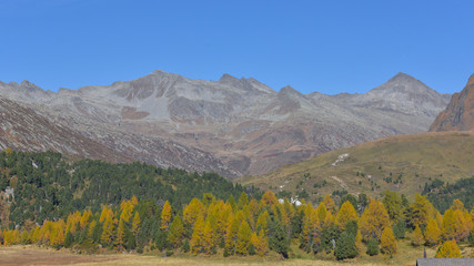 Panoramica in autunno in alta montagna, con larici gialli e abeti verdi