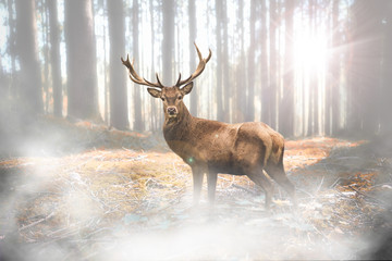 Hirsch bei Nebel im herbstlichen Wald bei Lichteinfall