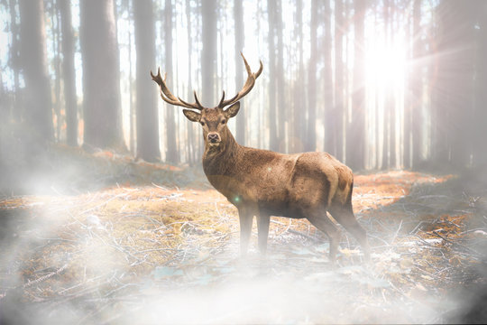 Hirsch bei Nebel im herbstlichen Wald bei Lichteinfall