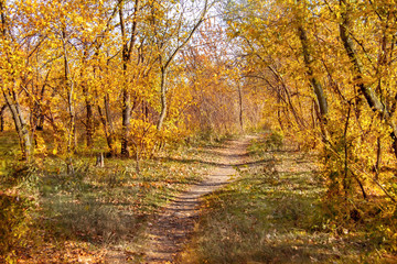  path in the thickets of the old autumn park.