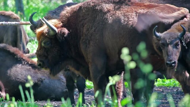 Wild european bison in the forest