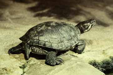 Close up portrait of a turtle