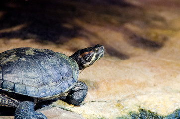 Close up portrait of a turtle