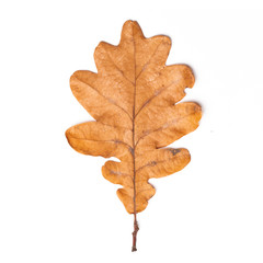 single dry yellow oak leaves