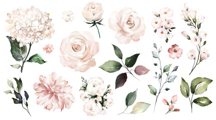 Set watercolor elements of roses, collection garden flowers, leaves, branches. Botanic  illustration isolated on white background.  Wedding floral design