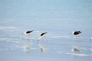 Tiny tilts  in Tsimanampetsotsa National Park