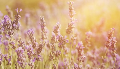 Beautiful violet lavender field