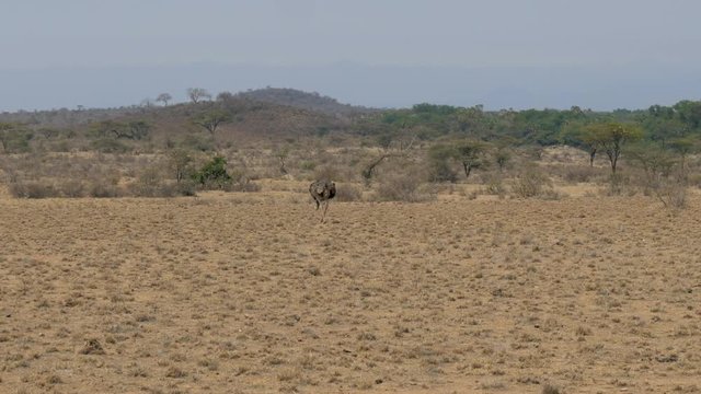 Wild Ostrich Goes And Looks For Food In The African Savannah In Dry Season