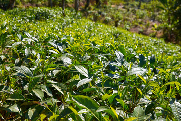 green tea leaves in Ella, Sri Lanka