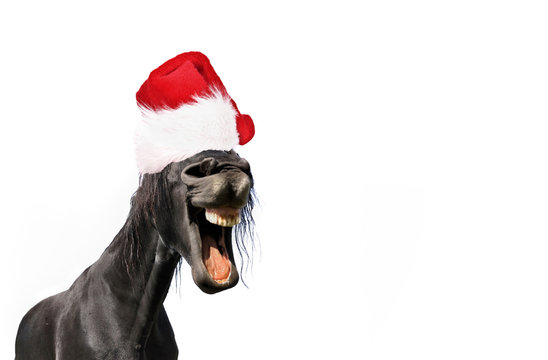 funny portrait of horse wearing a santa claus hat isolated on white blackground