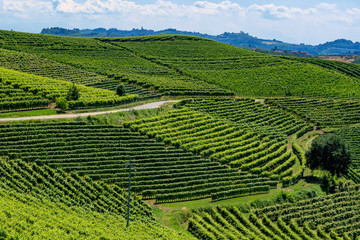 Vineyards near Barbaresco, Cuneo, in Langhe