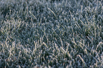 Frozen grass