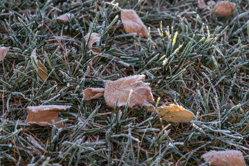 Snow leaf