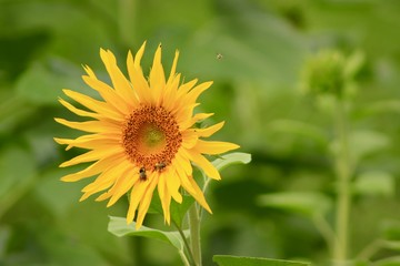 bees on sunflower in the garden
