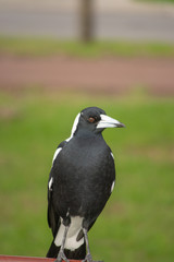 Portrait of a bird