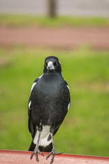 Portrait of a bird