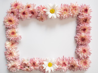 Top view of pink and white flowers, those are called Chrysanthemum, placed around of frame on white background	