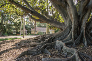 Dettail of a tree at the afternoon