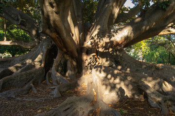 Dettail of a tree at the afternoon