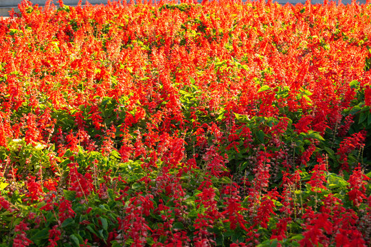 Full of red flowers at kings park © Maria