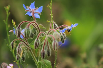 blue flowers in the garden