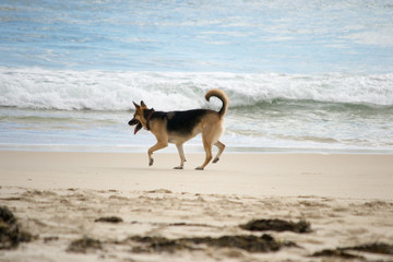 A german sheper dog having fun on the beach