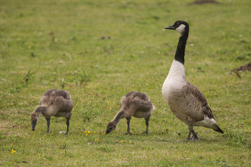 watchful mother goose with goslings - Canada Goose