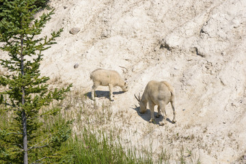 Obraz premium Young mountain goat grazing next to a road in Jasper national park