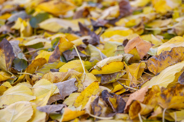 Multicolored autumn foliage. Closeup, selective focus
