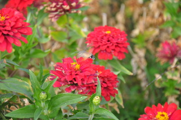 Obraz premium Red flowers and insect.