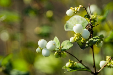 Symphoricarpos albus (Common Snowberry) plant with white berries. Selective focus. Shallow depth of field.