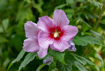 Close up photo of Rose of Sharon (Hibiscus syriacus ) flower in nature garden