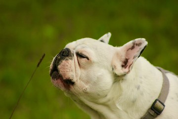 singing french bulldog in front of green background