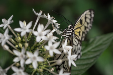 butterfly on a flower