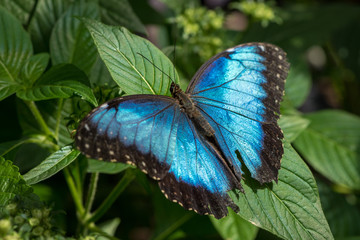 butterfly on flower