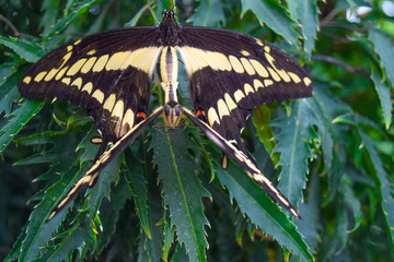 Two butterflies mate, yellow black butterflies on a plant - Powered by Adobe