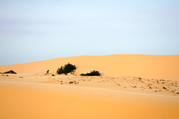 dunes in desert