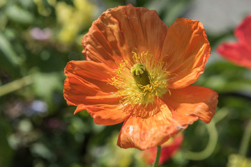 orange flower