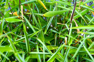 Bamboo close up