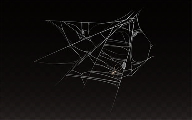 Vector collection of realistic cobweb with spider on it. Web with insect isolated on dark background. White sticky, scary element for Halloween, horror decoration. Natural arachnid net with bug.
