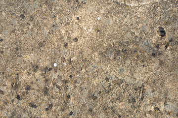 Asbestos slate texture concrete covered with lichen and moss	